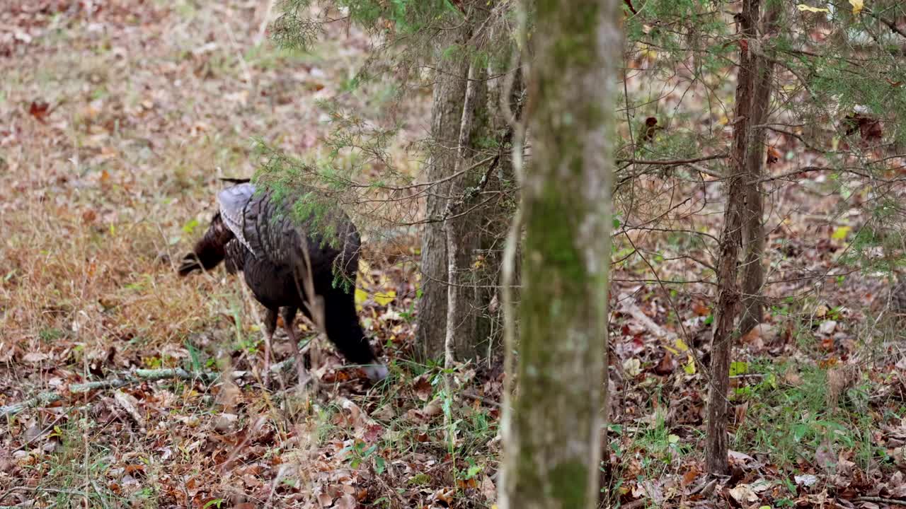 秋天，在北卡罗来纳州森林里觅食的野火鸡视频素材