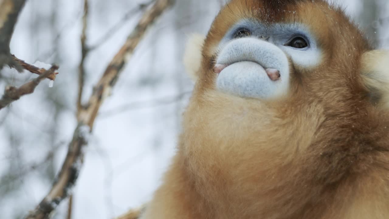 中国，金丝猴在吃树枝视频素材