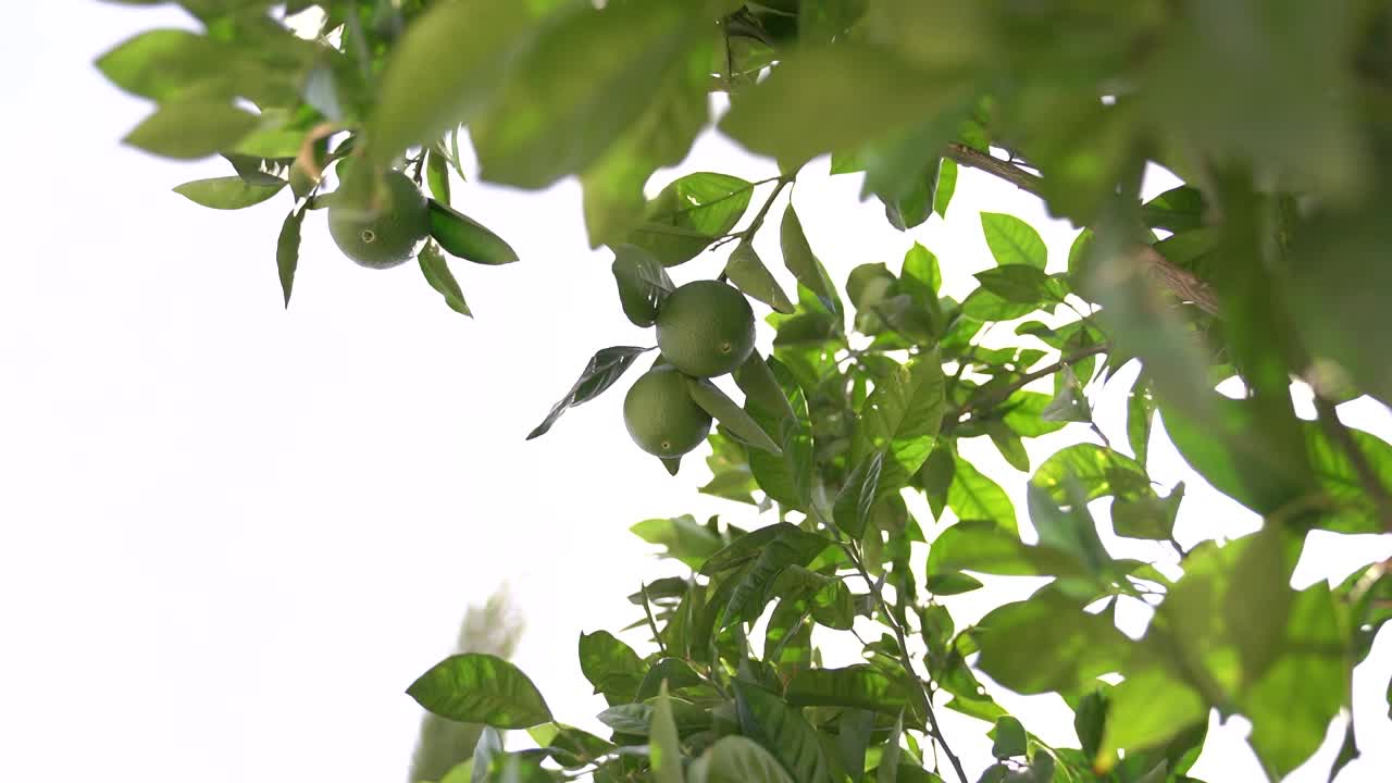 树枝上的绿橘子映着晴朗的天空视频素材