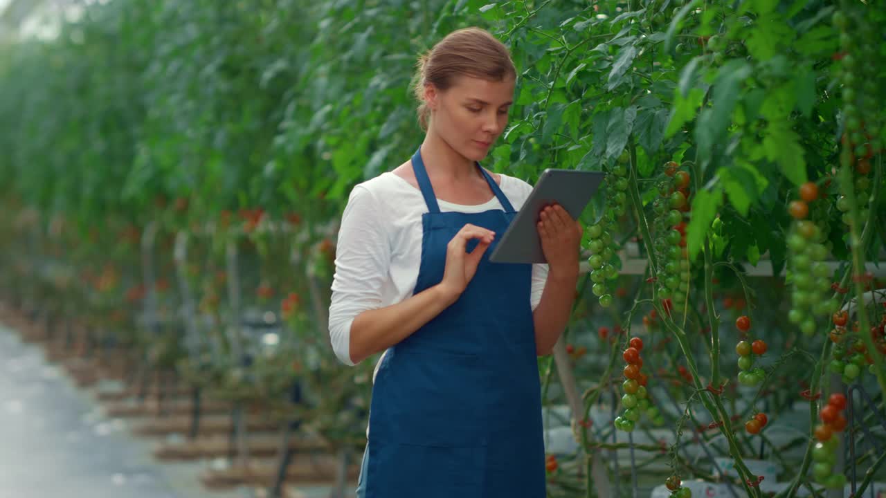 农民在平板温室分析番茄植株。质量控制。视频素材