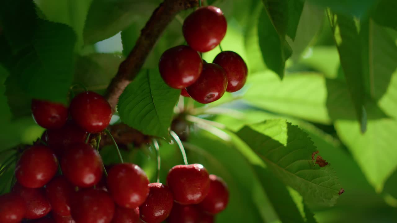 农场种植的有机樱桃叶树枝。在温室里成熟的浆果视频素材