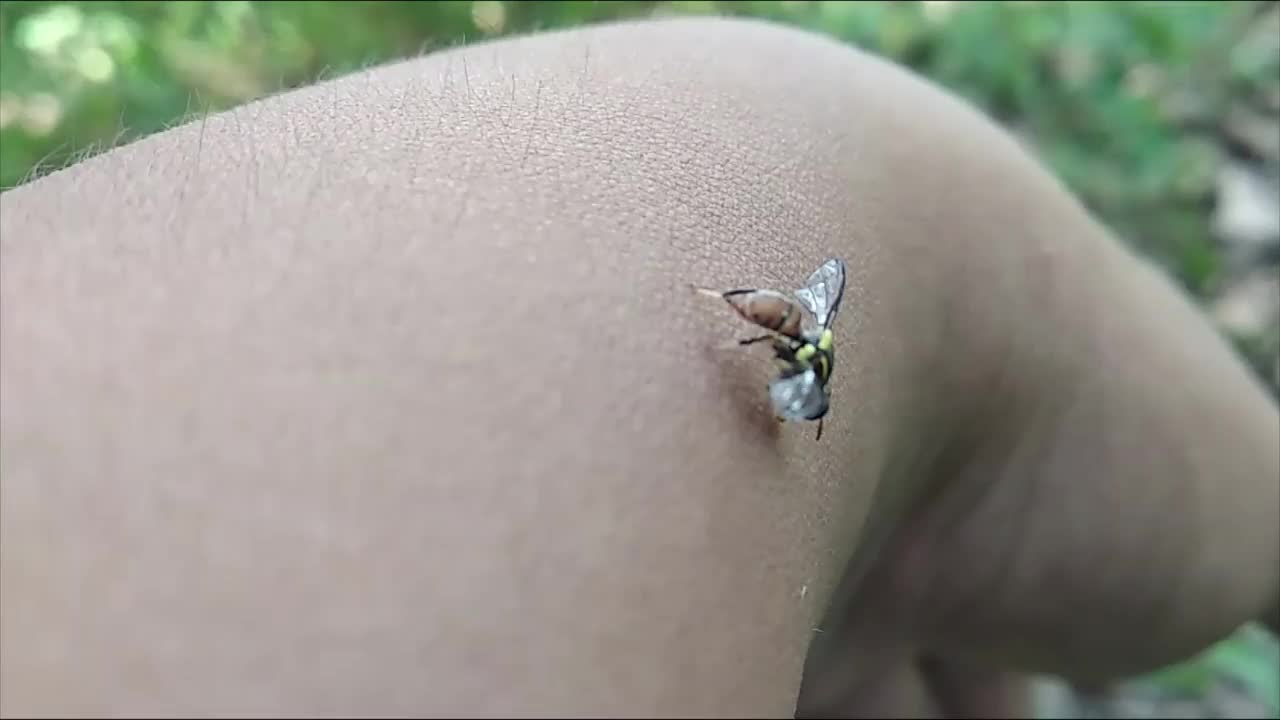 在手的皮肤上爬行的小甲虫视频素材