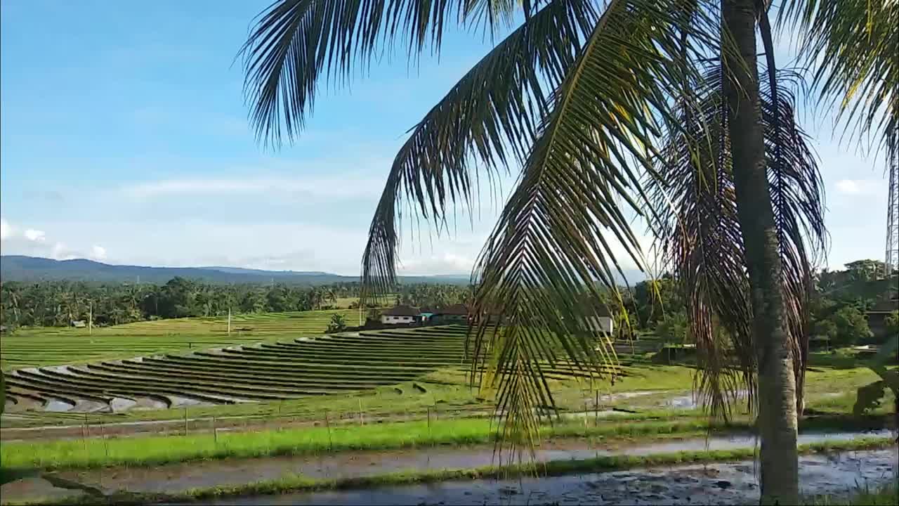 巴厘岛塔巴南的梯田景观视频素材