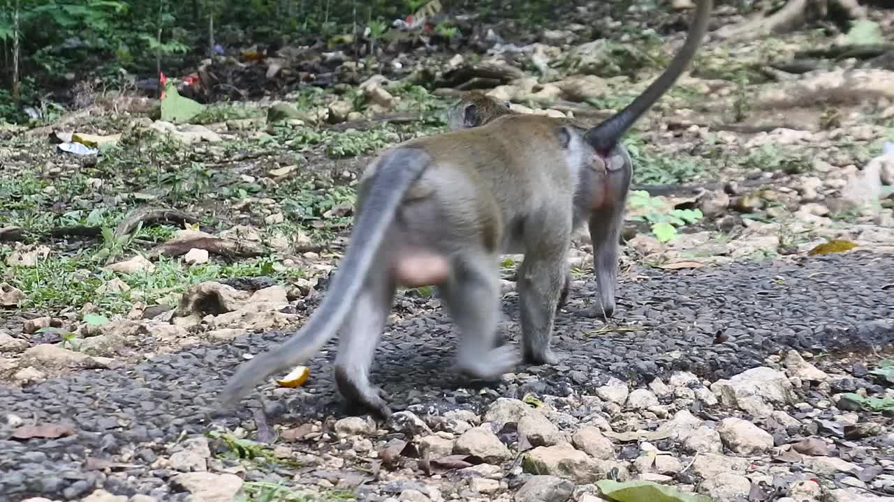 攀爬时的灵长类动物生活。一群猴子爬上了位于印尼爪哇中部Blora的terawang洞穴的树。哺乳动物的特写高清视频。视频素材