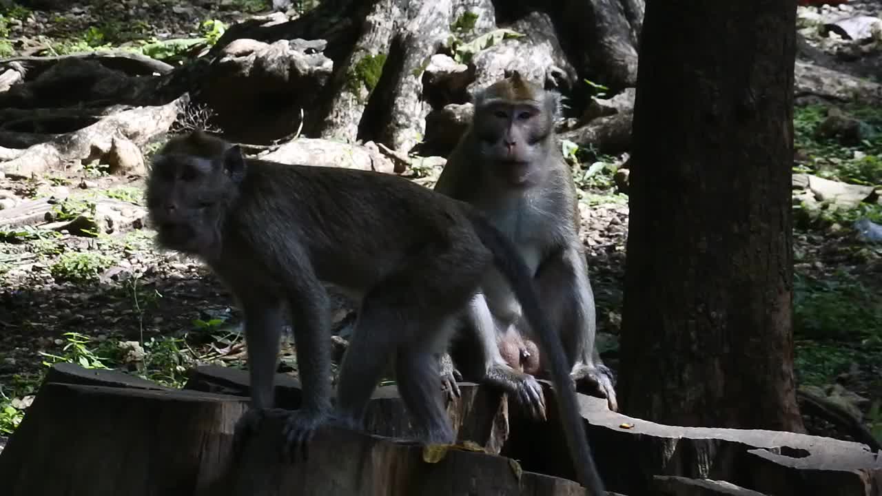 攀爬时的灵长类动物生活。一群猴子爬上了位于印尼爪哇中部Blora的terawang洞穴的树。哺乳动物的特写高清视频。视频素材