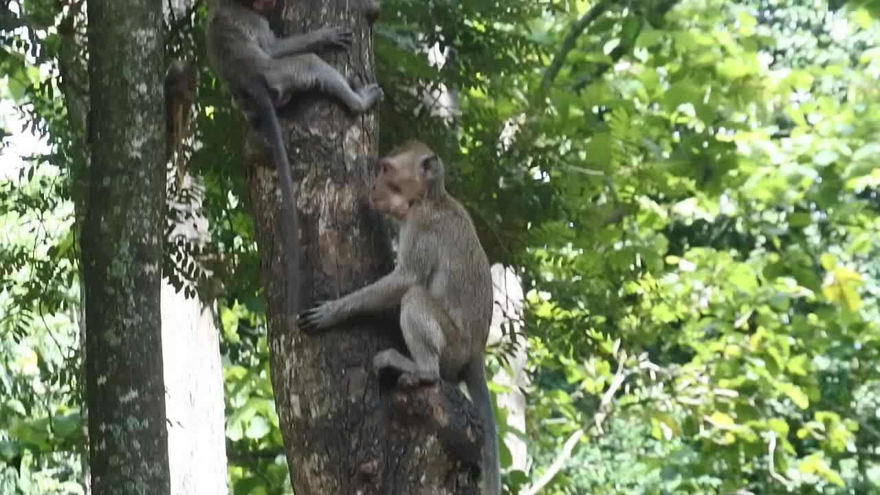 攀爬时的灵长类动物生活。一群猴子爬上了位于印尼爪哇中部Blora的terawang洞穴的树。哺乳动物的特写高清视频。视频素材