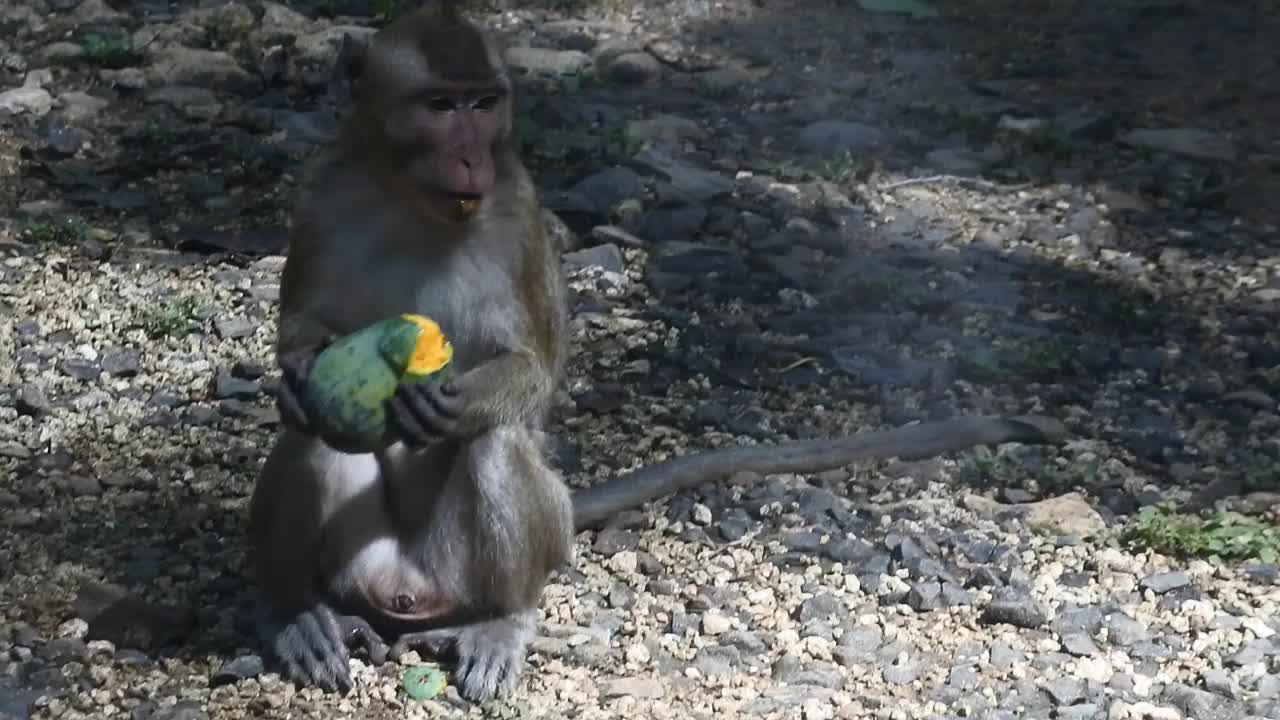 灵长类动物一边吃水果一边生活。在印度尼西亚爪哇中部的Blora，一只猴子正在吃黄色的芒果。哺乳动物的特写高清视频。视频素材