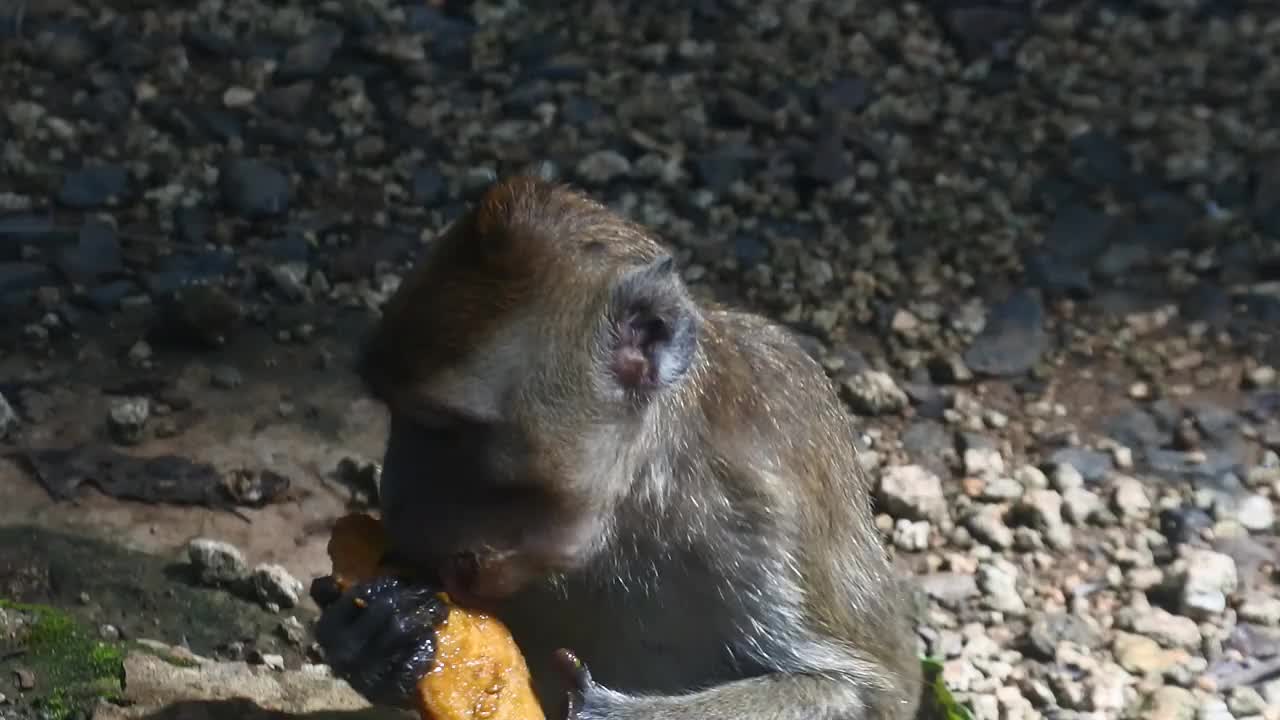 灵长类动物一边吃水果一边生活。在印度尼西亚爪哇中部的Blora，一只猴子正在吃黄色的芒果。哺乳动物的特写高清视频。视频素材