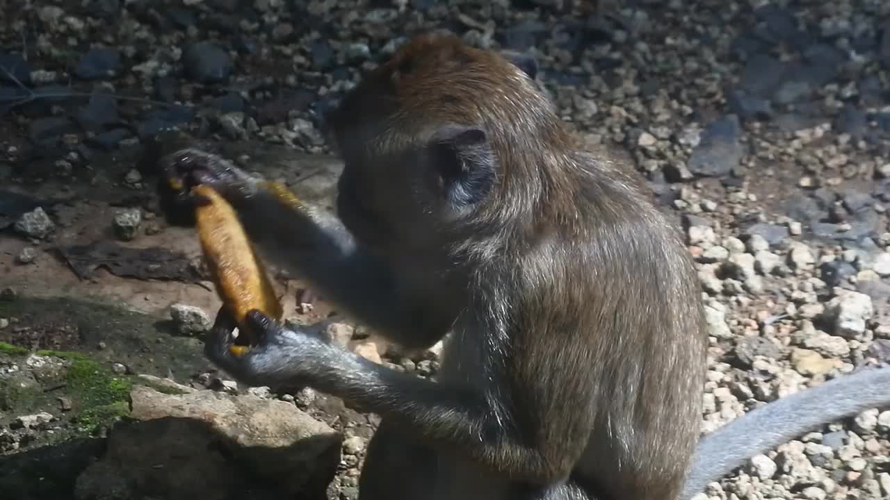 灵长类动物一边吃水果一边生活。在印度尼西亚爪哇中部的Blora，一只猴子正在吃黄色的芒果。哺乳动物的特写高清视频。视频素材