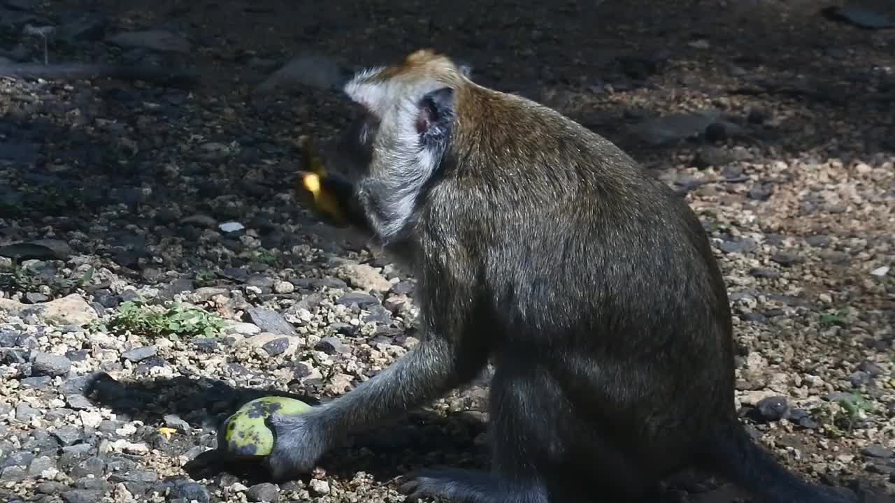 灵长类动物一边吃水果一边生活。在印度尼西亚爪哇中部的Blora，一只猴子正在吃黄色的芒果。哺乳动物的特写高清视频。视频素材