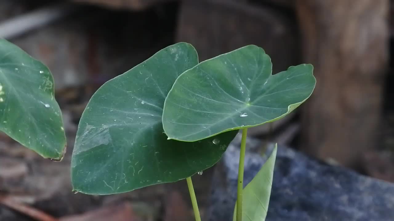 水落在芋头叶子上。叶子即使潮湿也会变干视频素材