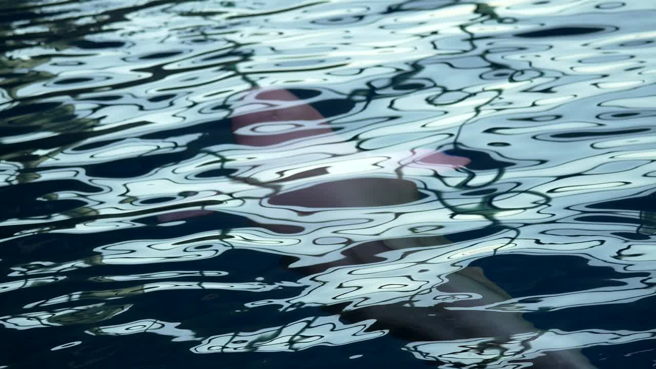 两头白鲸缓缓浮出水面视频素材