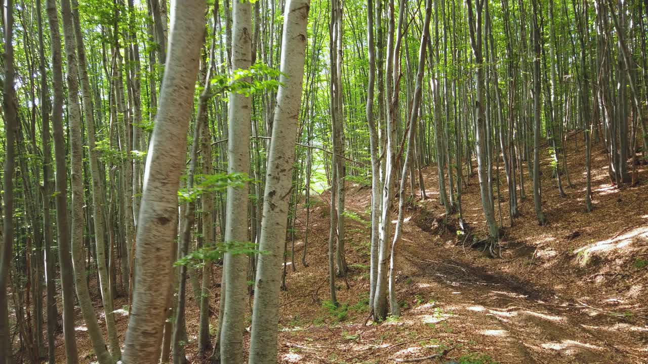 走在新鲜的绿色山毛榉森林小路上，春天的阳光温暖地照亮了美丽的阳光，树叶在柔和的微风中轻轻移动视频素材