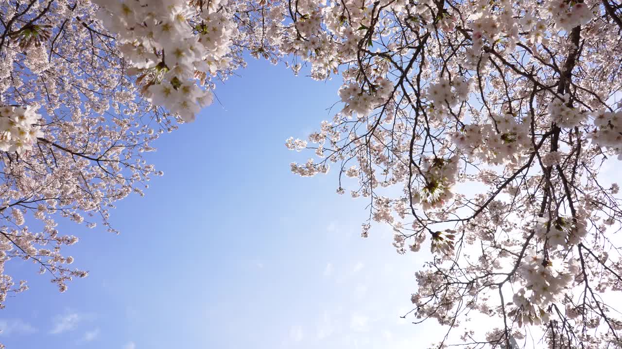 樱花盛开。视频素材