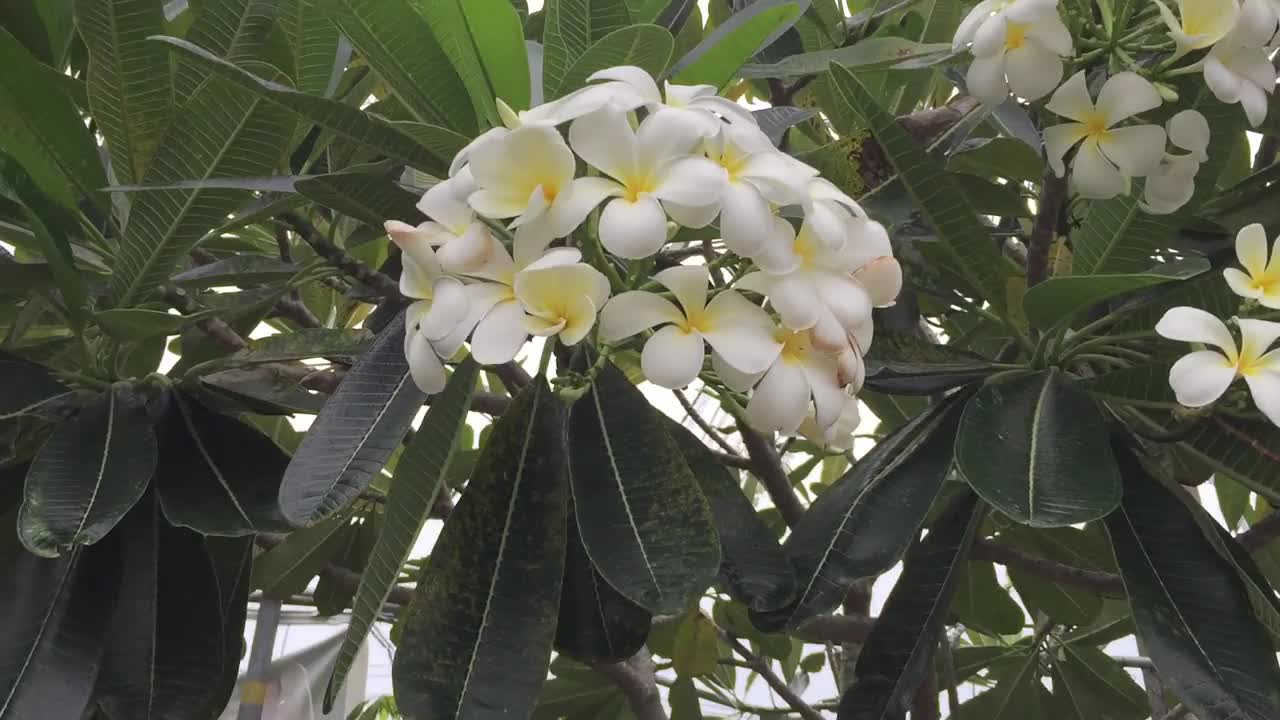 白色鸡蛋花，中部黄色，在热带花园中盛开视频素材