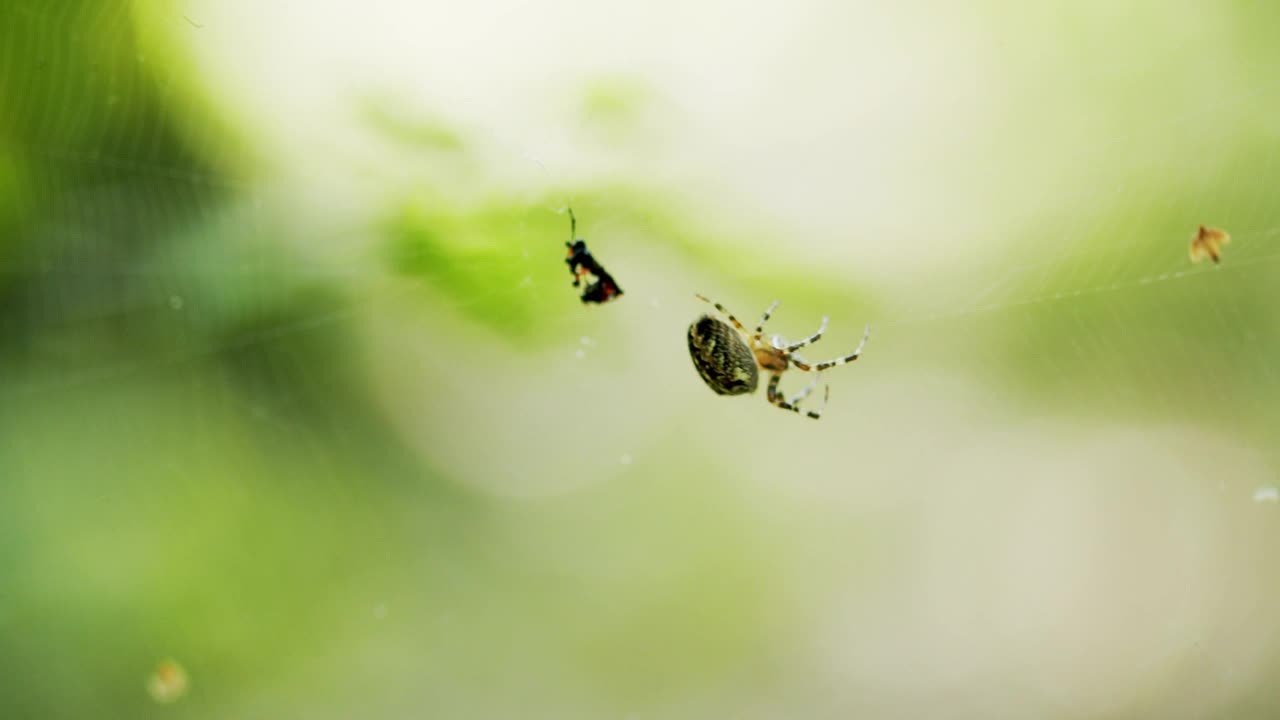 大蜘蛛在晚上织网。蜘蛛战士在夏天在树上织网视频素材