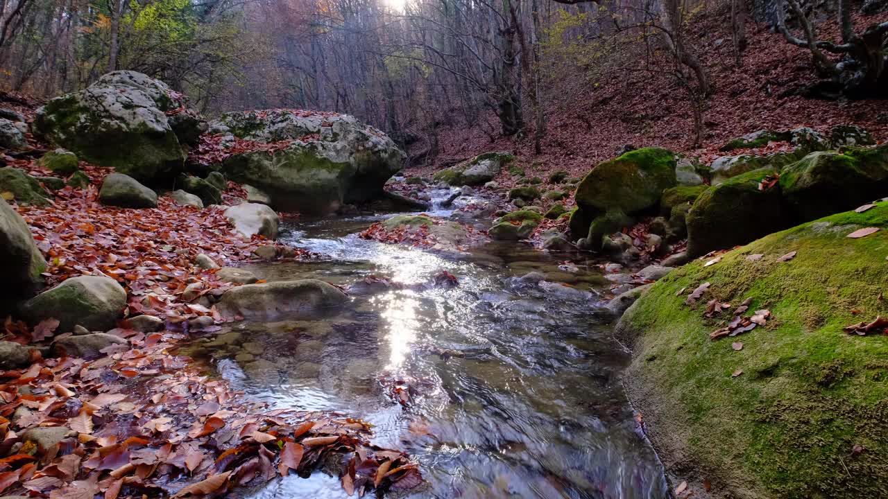 枫叶和橡树叶漂浮在水面上，倒映着天空和树木。叶子在浑浊的水中。黄色和橙色的叶子，干燥的叶子。秋天的枫叶掉进了水里视频素材