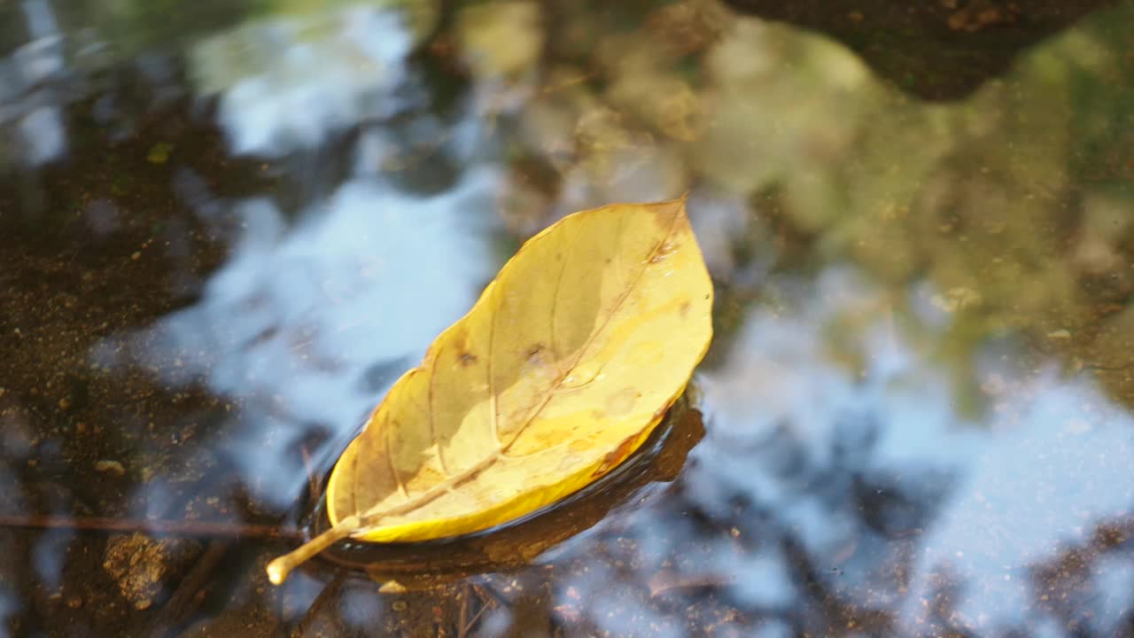 秋叶漂浮在水面上视频素材