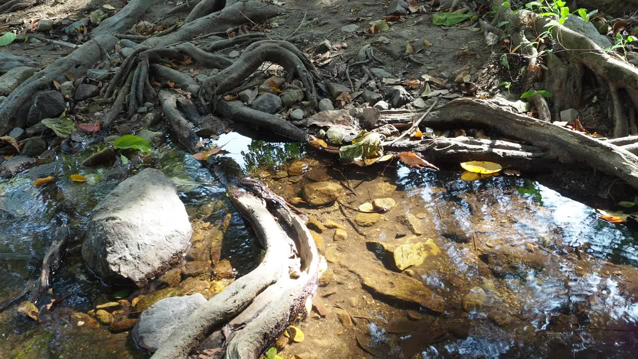 秋叶漂浮在水面上视频素材