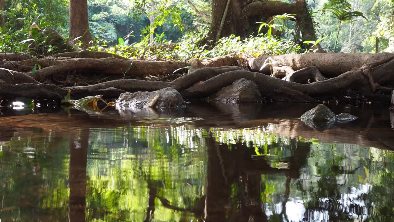 秋叶漂浮在水面上视频素材