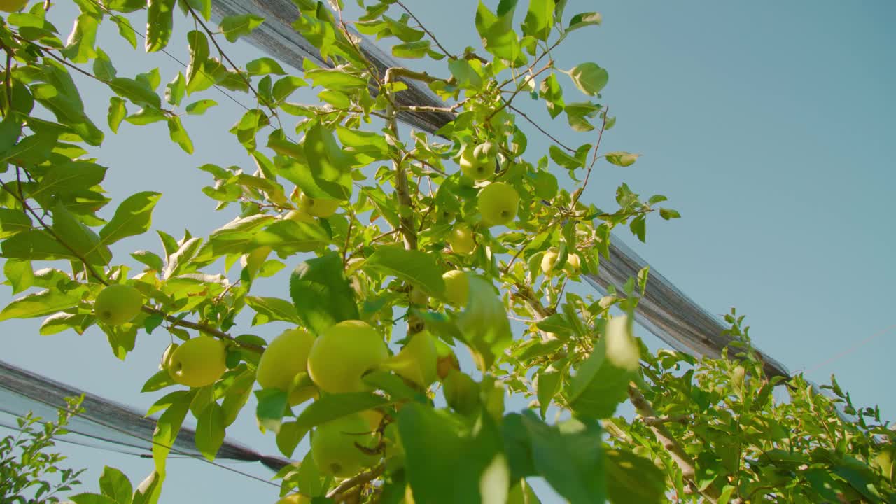 挂着成熟果实的苹果树枝挂在铁丝网下视频素材