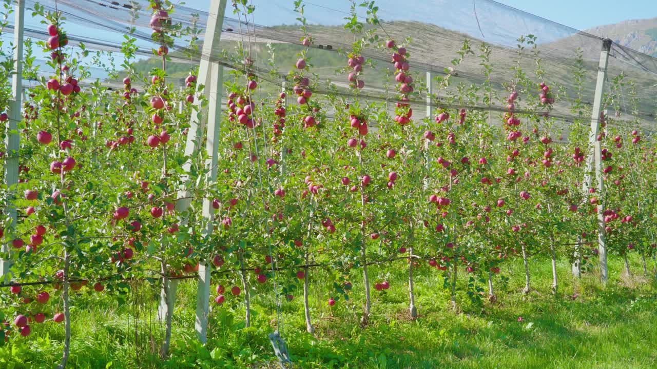 果园里，果实挂在网眼下的苹果树树枝上视频素材