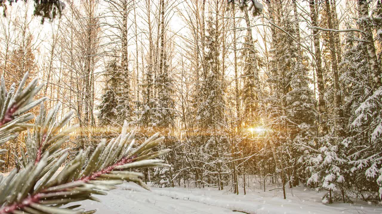 冬季景观有降雪，云杉枝上结霜生长间隙，圣诞冬季美丽景观视频素材