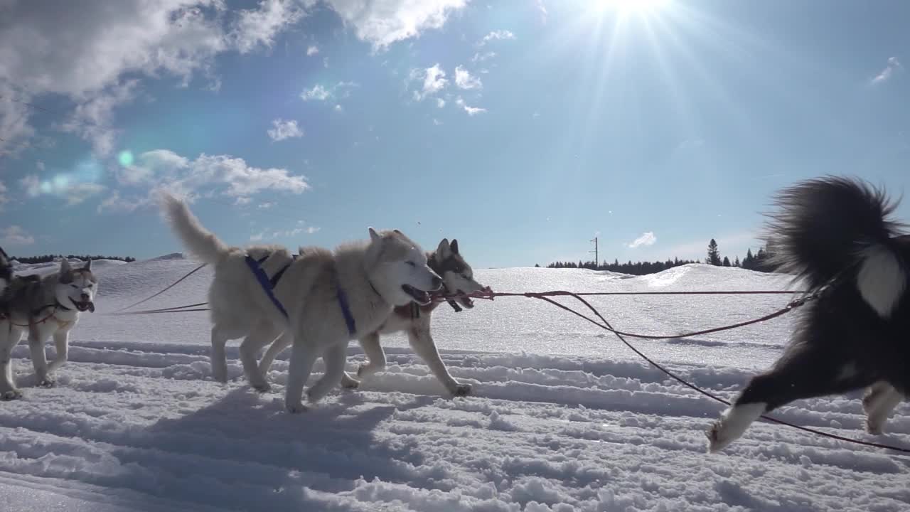 一群雪橇狗拉着雪橇穿过美丽的冬天，平静的冬天森林。在拉普兰的风景中骑着雪橇视频素材