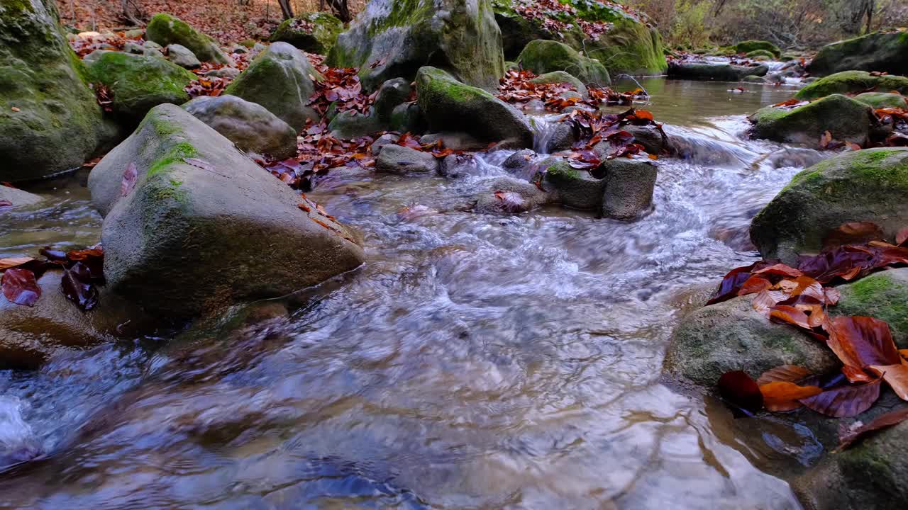 枫叶和橡树叶漂浮在水面上，倒映着天空和树木。叶子在浑浊的水中。黄色和橙色的叶子，干燥的叶子。秋天的枫叶掉进了水里视频素材