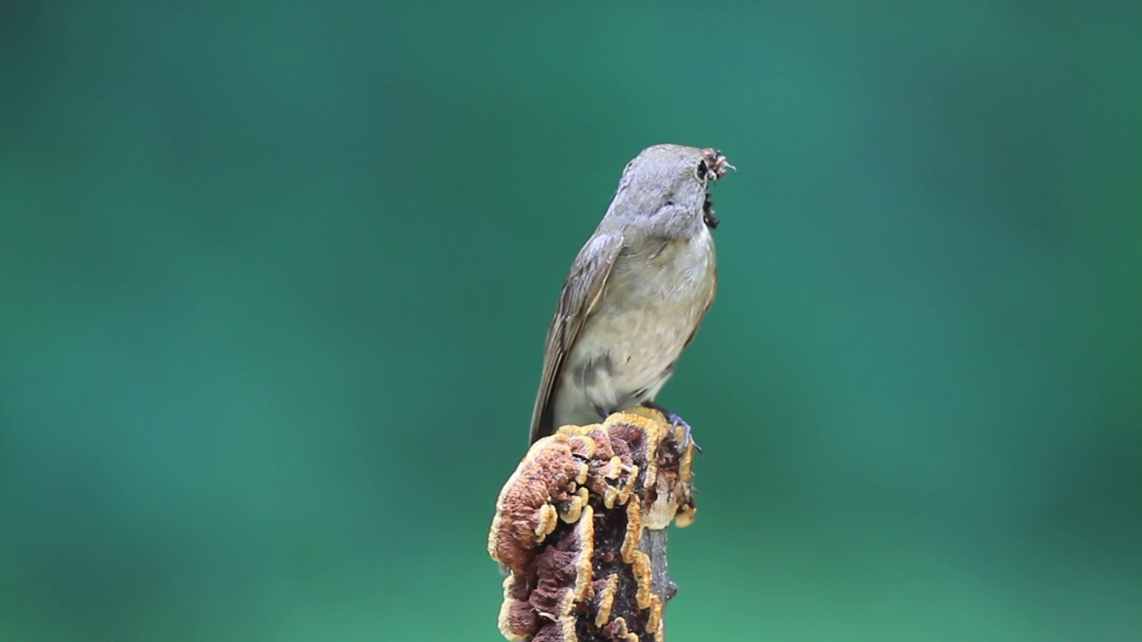 青花捕蝇鱼(Blue-and-white flycatcher)雌性青花捕蝇鱼(Cyanoptila cyanomelana)捕食视频素材