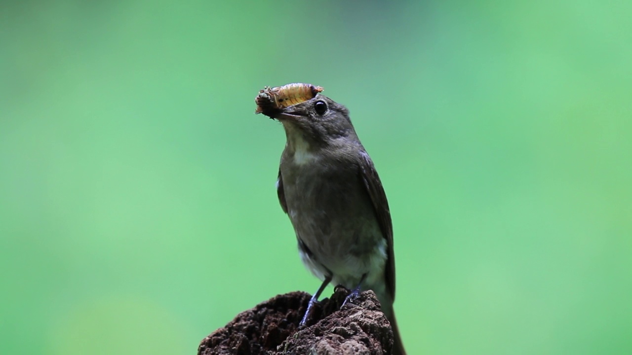 青花捕蝇鱼(Blue-and-white flycatcher)雌性青花捕蝇鱼(Cyanoptila cyanomelana)捕食视频素材