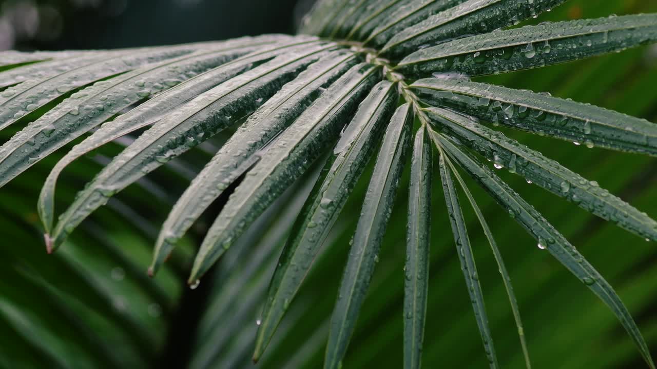 雨季，雨滴落在棕榈叶上视频素材