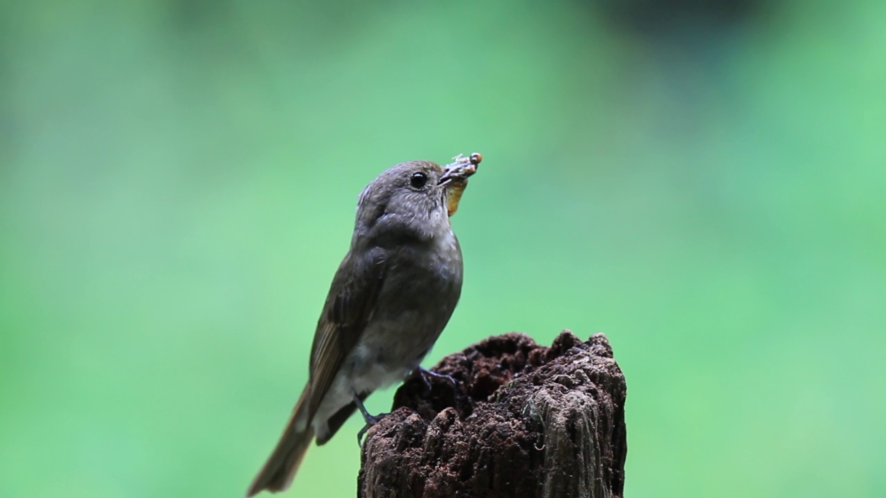 青花捕蝇鱼(Blue-and-white flycatcher)雌性青花捕蝇鱼(Cyanoptila cyanomelana)捕食视频素材