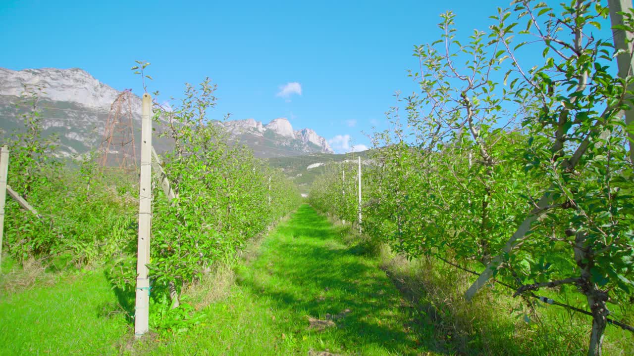 一排排苹果树之间的草丛通向群山视频素材