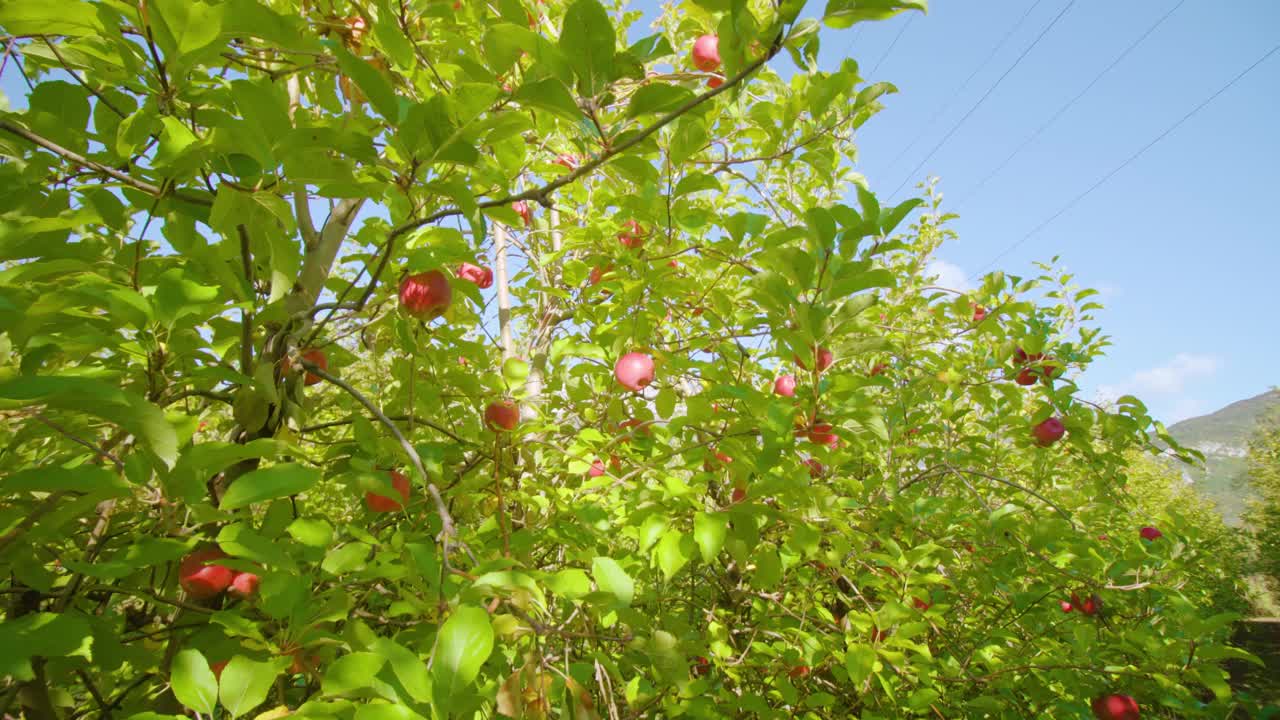 在果园里，成熟多汁的苹果长在茂盛的树枝上视频素材