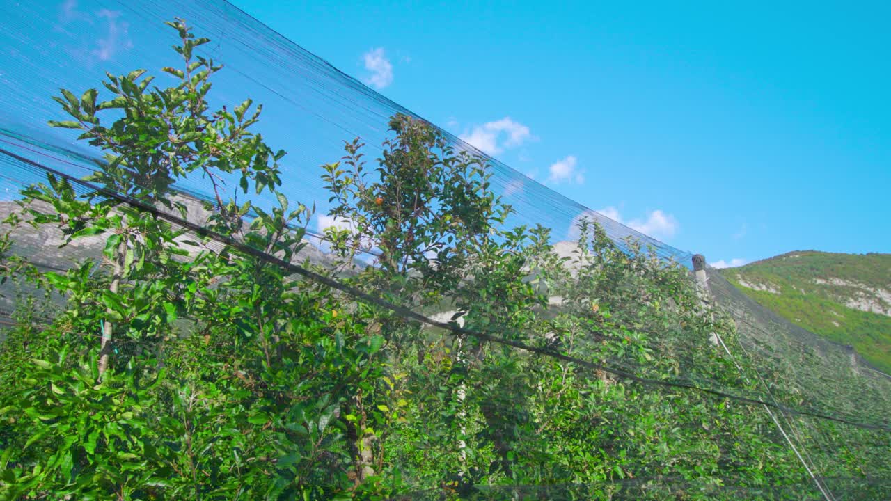 乡村种植园，绿苹果树在网眼下生长视频素材