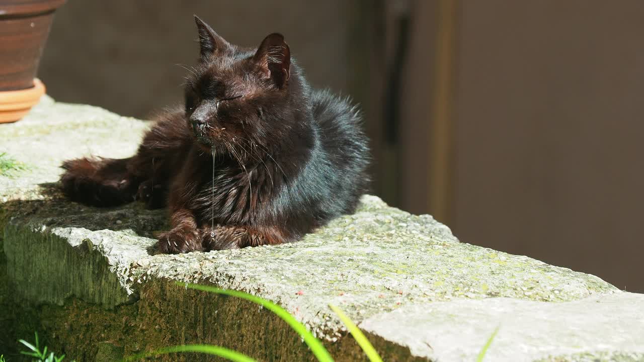 流浪黑猫在阳光下睡觉，嘴里流着口水。视频素材