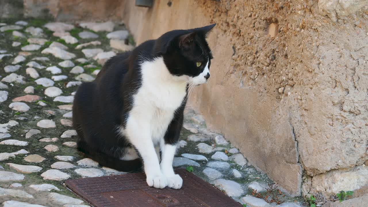 一只黑白相间的猫在小镇的街道上晒太阳。视频素材