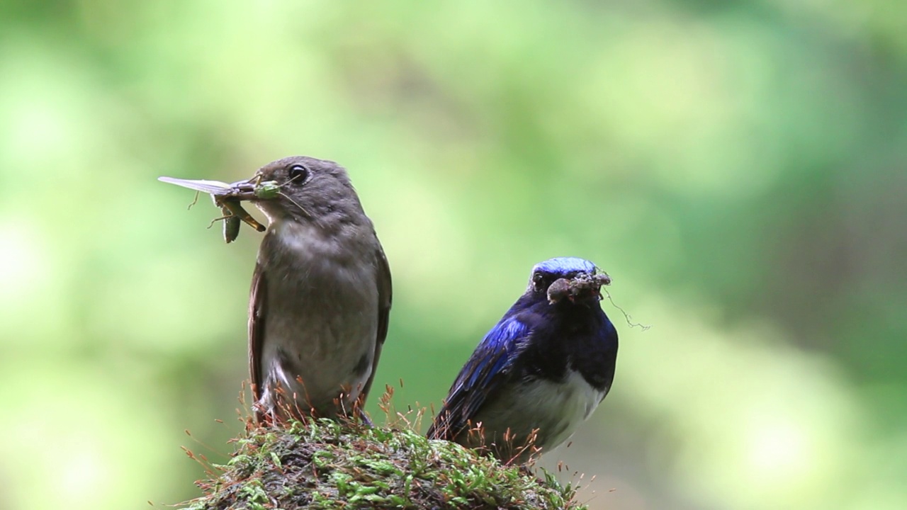 蓝白捕蝇草(Cyanoptila cyanomelana)咬人的猎物视频素材