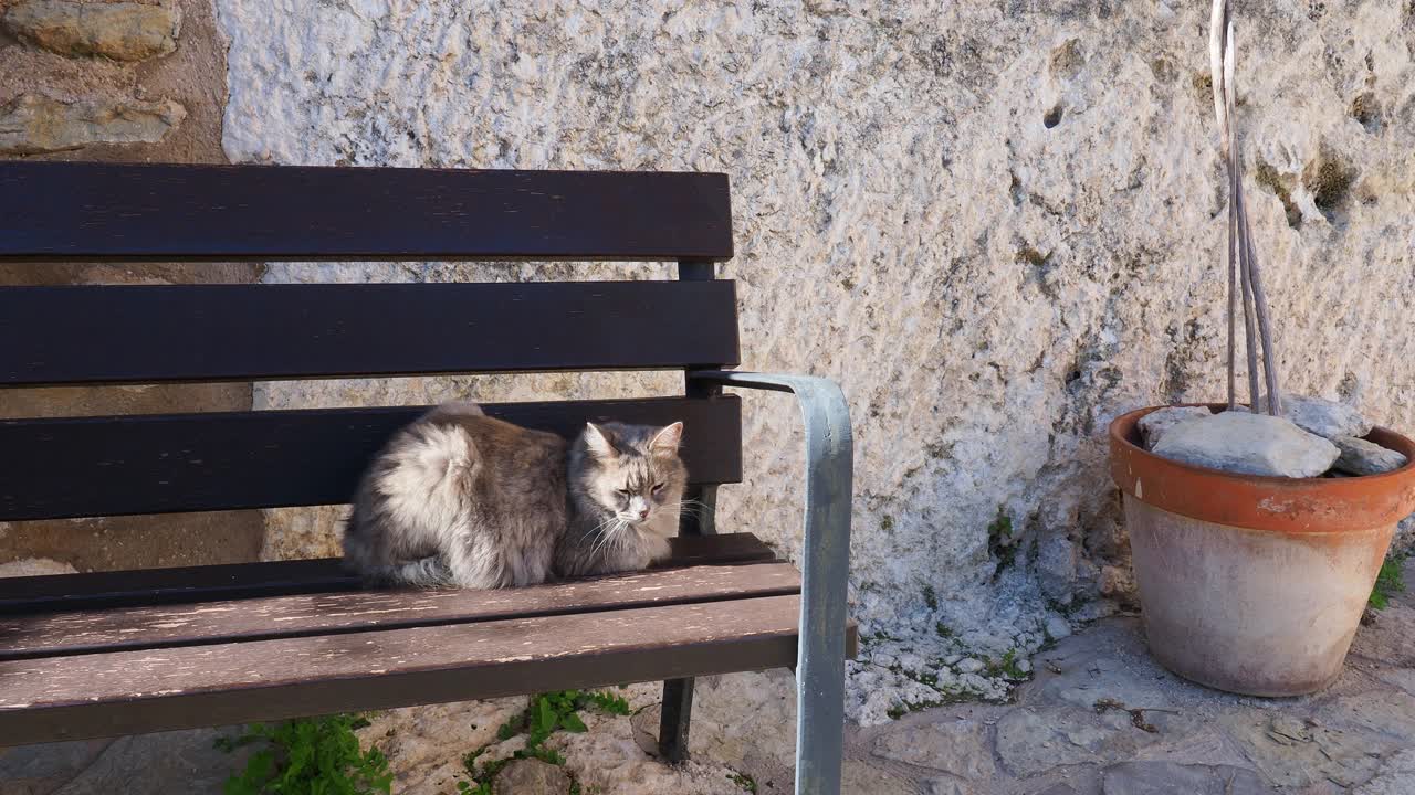 流浪猫静静地躺在小镇街道的木凳上。视频素材