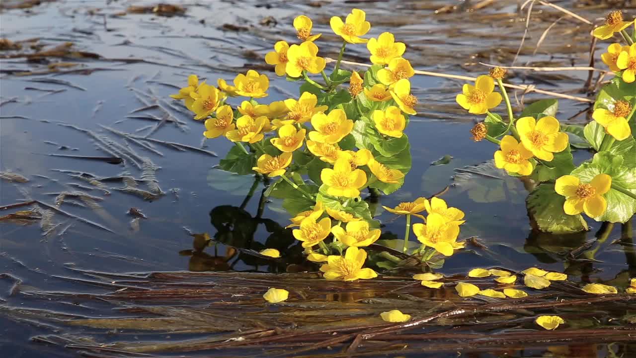 Caltha palustris，也就是沼泽万寿菊视频素材