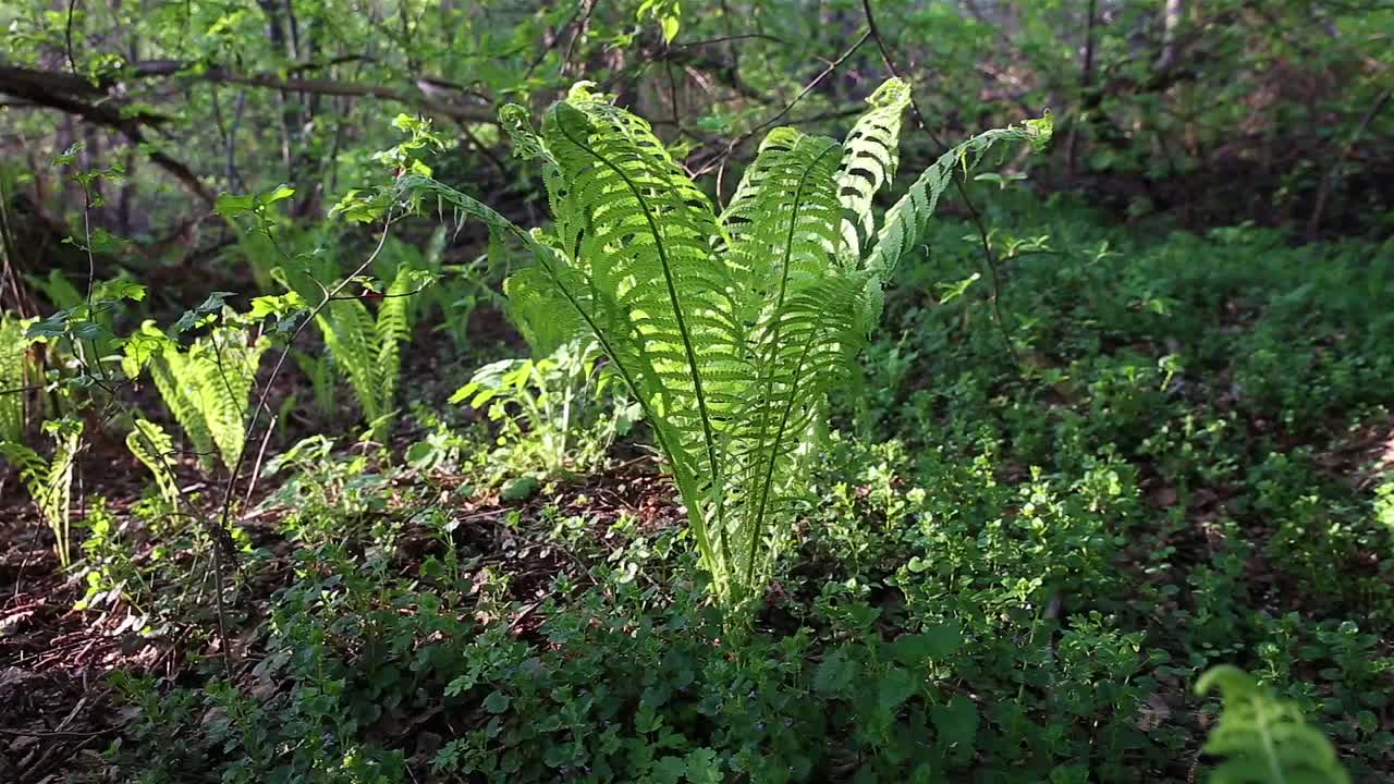 野生森林中的蕨类植物视频素材