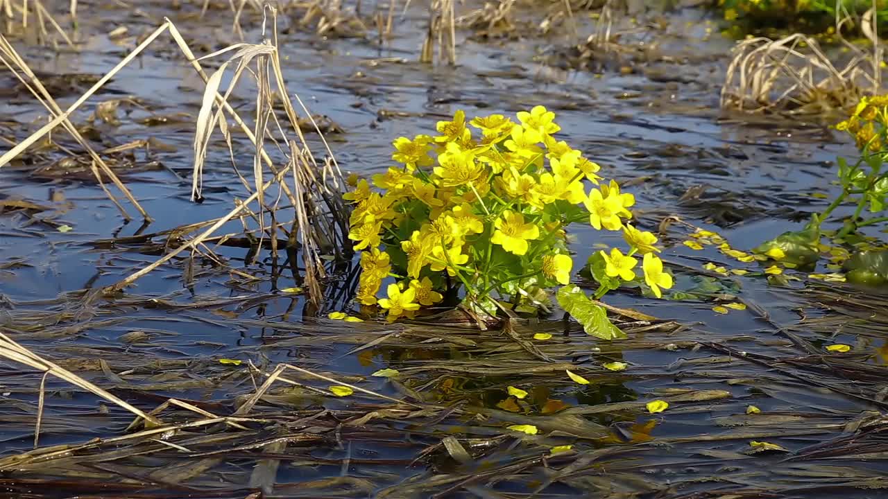 Caltha palustris，也就是沼泽万寿菊视频素材