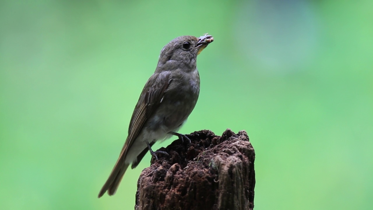 青花捕蝇鱼(Blue-and-white flycatcher)雌性青花捕蝇鱼(Cyanoptila cyanomelana)捕食视频素材