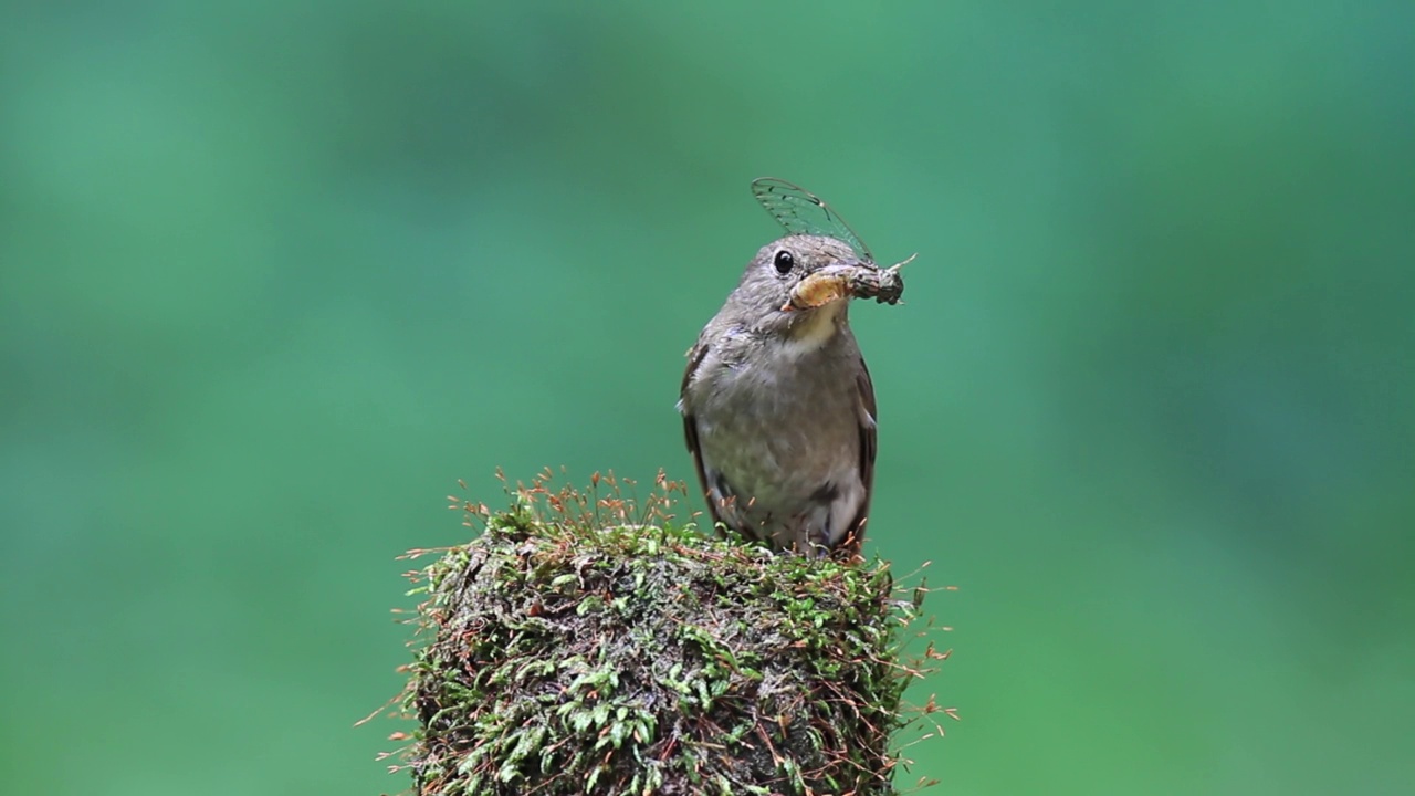 青花捕蝇鱼(Blue-and-white flycatcher)雌性青花捕蝇鱼(Cyanoptila cyanomelana)捕食视频素材