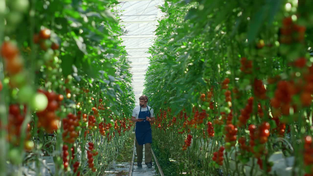 农业综合企业业主装置监测收获番茄过程在种植园视频素材