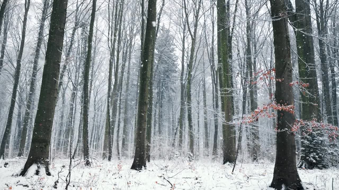 雪花轻轻飘落在森林里视频素材