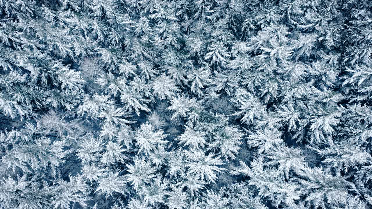 积雪覆盖的树木在风中飘动视频素材