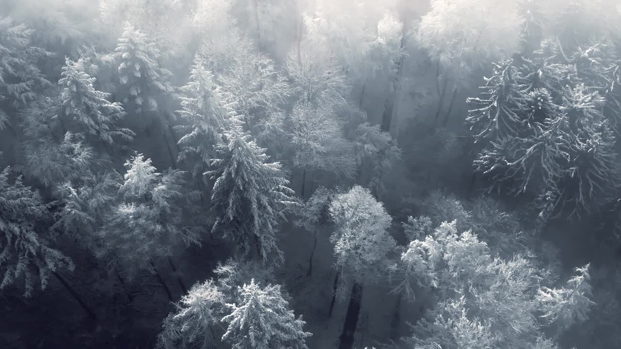 雪覆盖树木在移动薄雾，鸟瞰视频素材