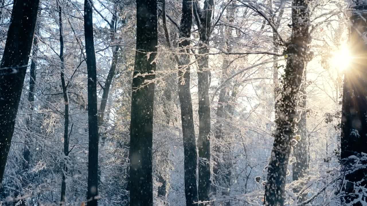 金色的阳光下，森林里飘落着雪花视频素材